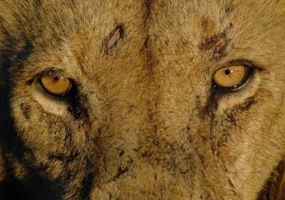 lion-close-up.jpg